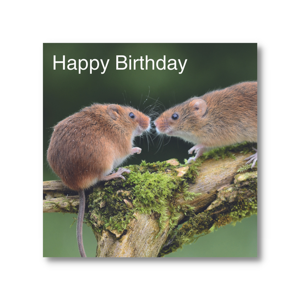 Harvest Mouse Happy Birthday