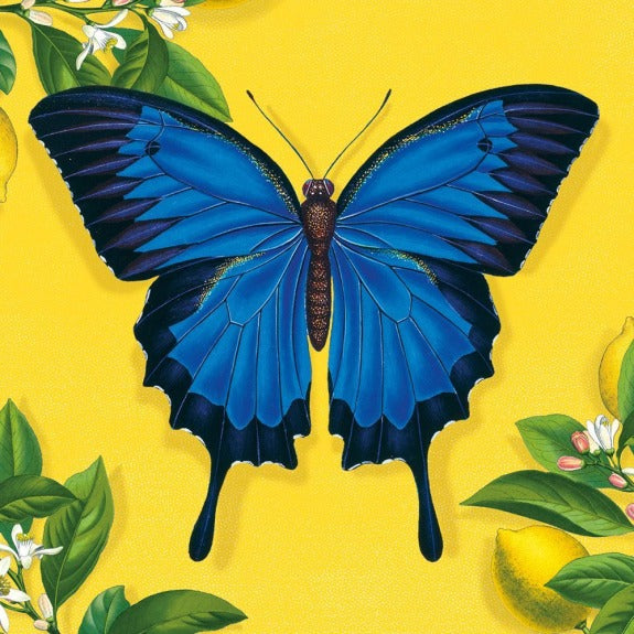 Ulysses Butterfly Mini Note Card Wallet